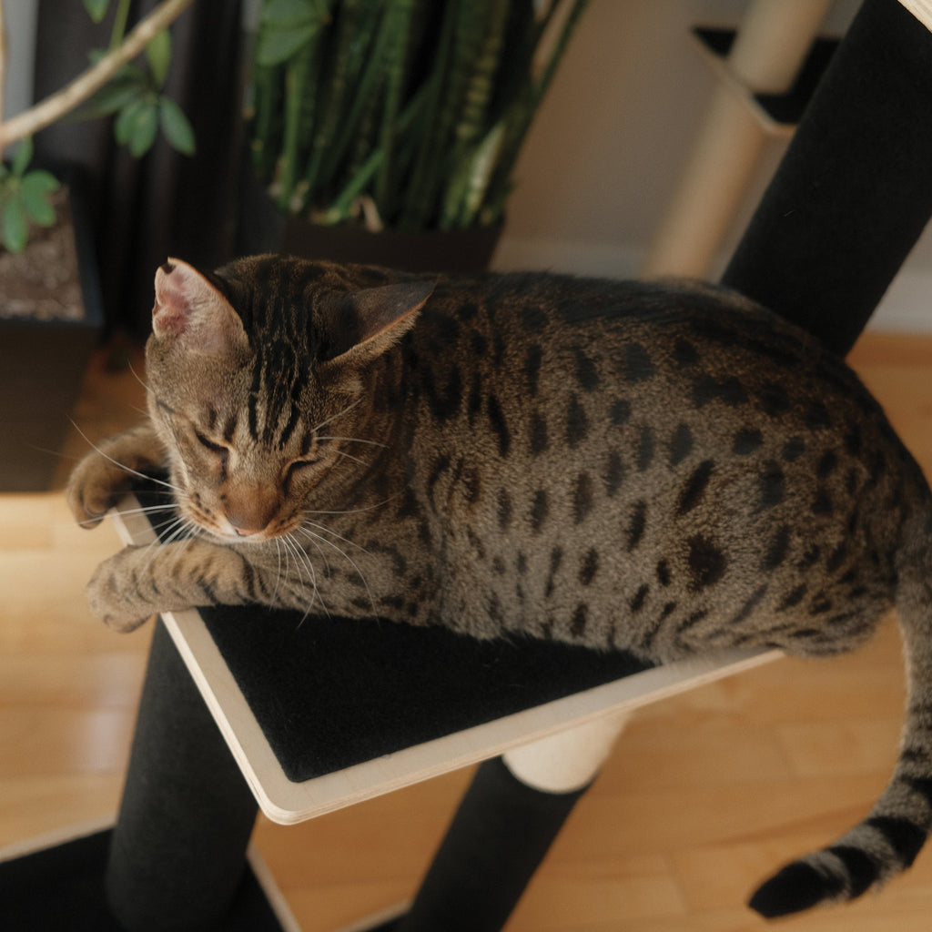 Arbre à chat moderne en contreplaqué Noba, 3 niveaux